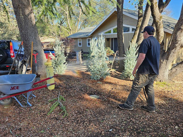 Davis Tree Management Expert Tree Care Senior Discounts up to 15% OFF!
