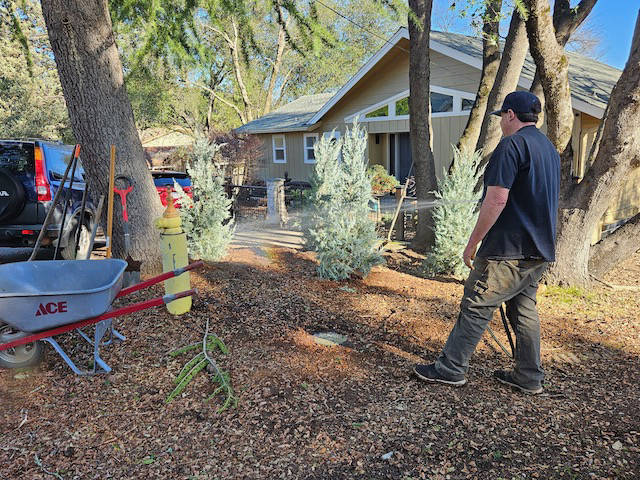 Davis Tree Management Expert Tree Care Senior Discounts up to 15% OFF!