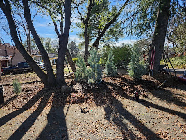 Davis Tree Management Expert Tree Care Senior Discounts up to 15% OFF!