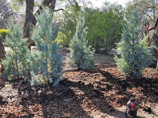 Davis Tree Management Expert Tree Care Senior Discounts up to 15% OFF!