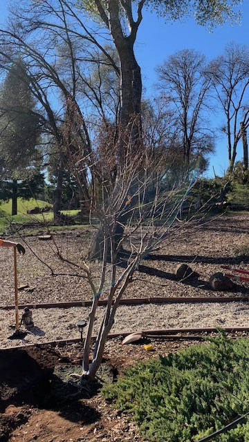 Davis Tree Management Expert Tree Care Senior Discounts up to 15% OFF!