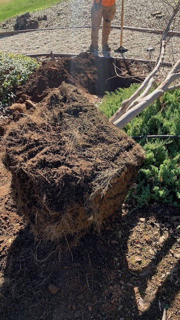 Davis Tree Management Expert Tree Care Senior Discounts up to 15% OFF!