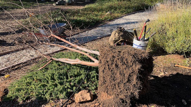 Davis Tree Management Expert Tree Care Senior Discounts up to 15% OFF!