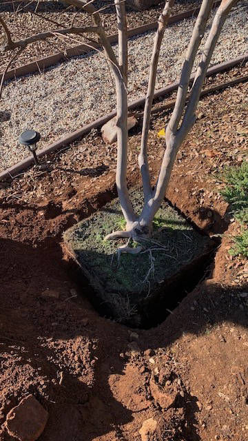 Davis Tree Management Expert Tree Care Senior Discounts up to 15% OFF!  Crape Myrtle tree planting