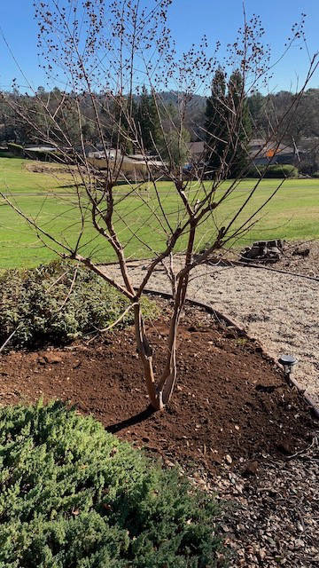 Davis Tree Management Expert Tree Care Senior Discounts up to 15% OFF!