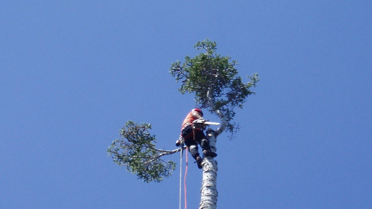 Davis Tree Management Expert Tree Care Senior Discounts up to 15% OFF!  Jeff topping a tree