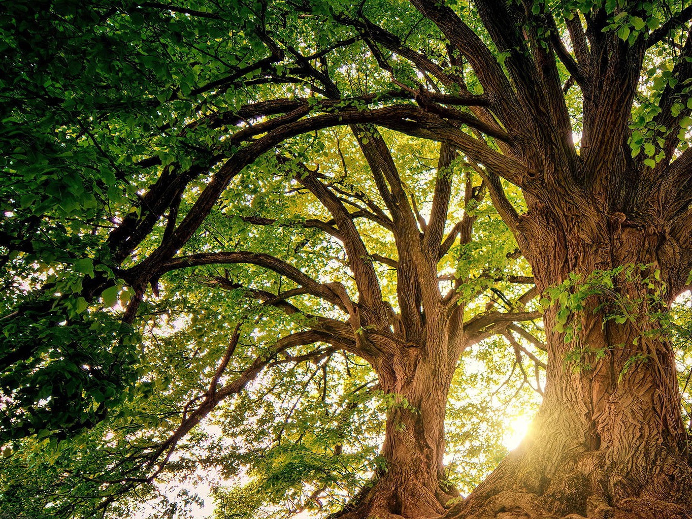 Davis Tree Management Expert Tree Care Senior Discounts up to 15% OFF! sunrise through the trees