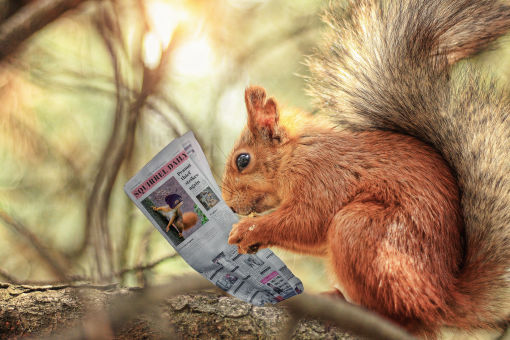 Davis Tree Management-- Expert Tree Care, Discounts up to 15% OFF!