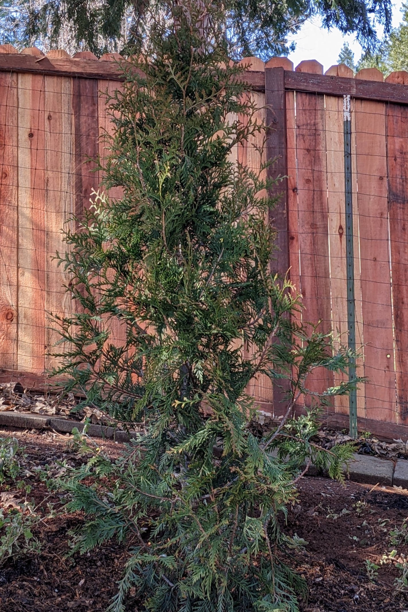 Davis Tree Management Expert Tree Care Senior Discounts up to 15% OFF! Western red cedar- Thuja plicata